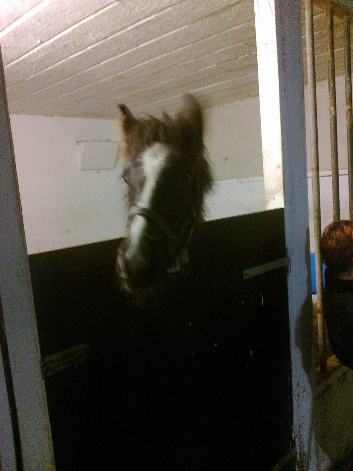 Irish Cob Fenna billede 4