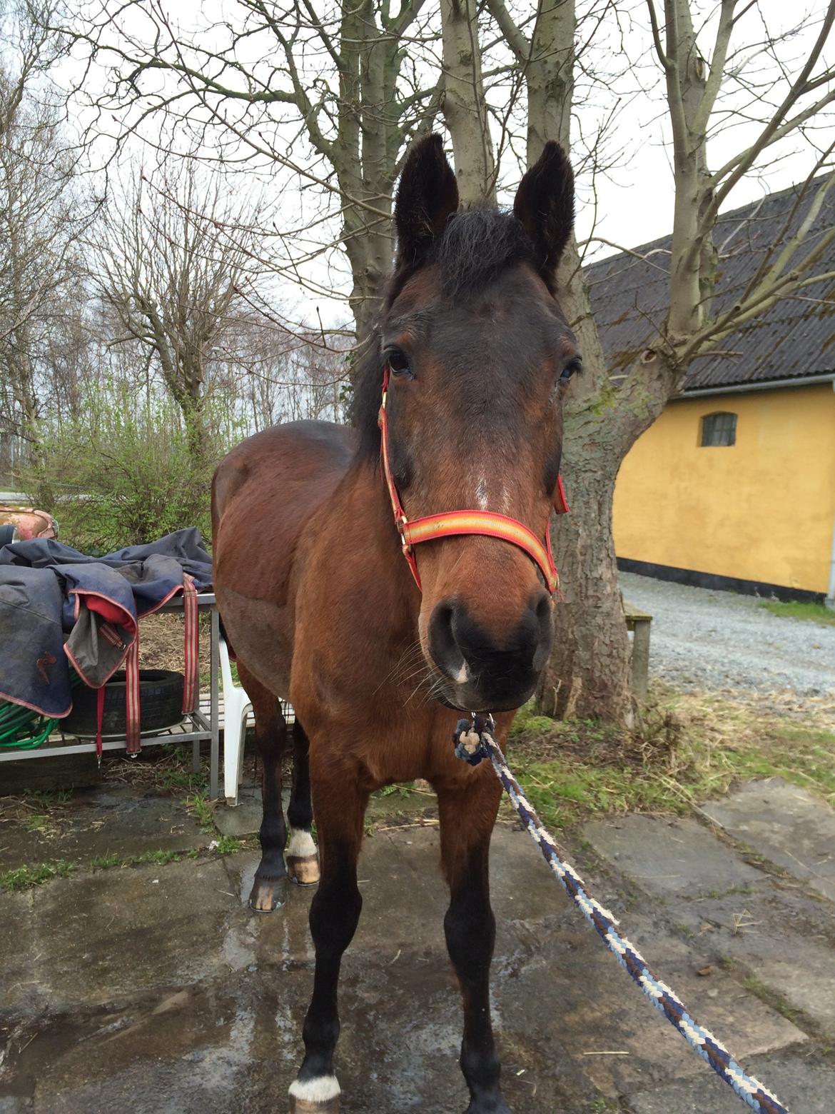 Anden særlig race Zanie Brentedal - April 2014, søøødeeee hest :) billede 8