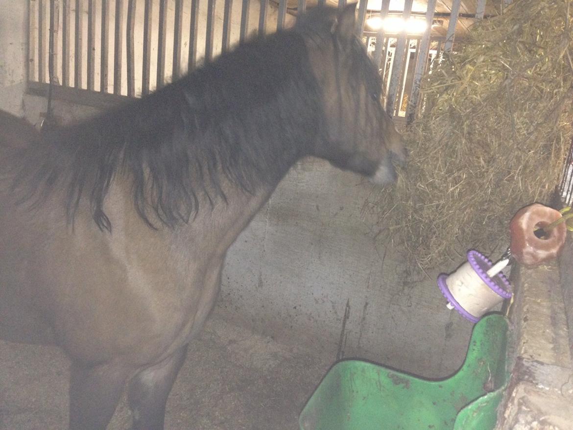 Welsh Pony (sec B) Bjerregårds Quint, kaldet Basse billede 17