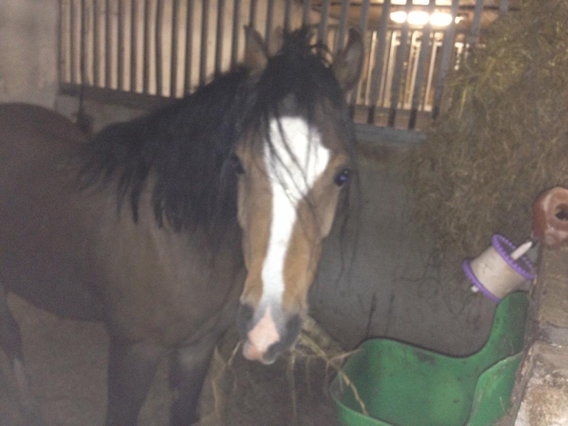 Welsh Pony (sec B) Bjerregårds Quint, kaldet Basse billede 18