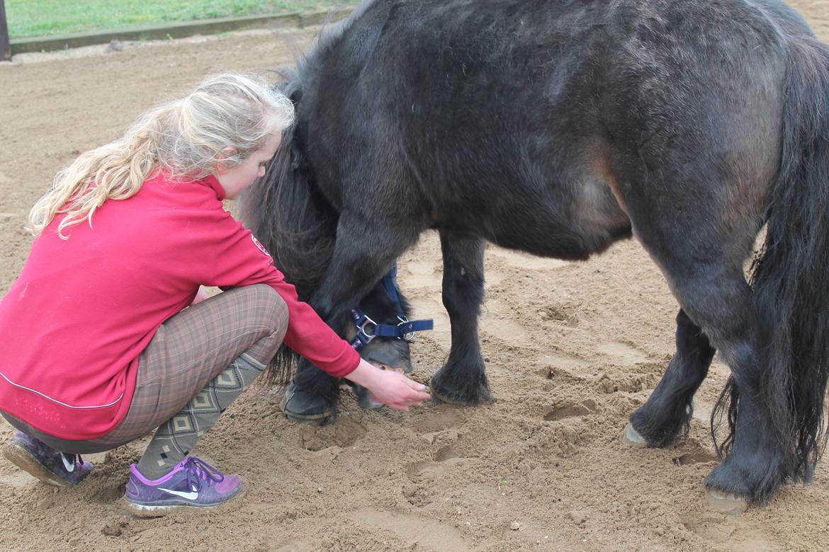 Knabstrupper Gizmo - lille pot - My soulmate <33 billede 26