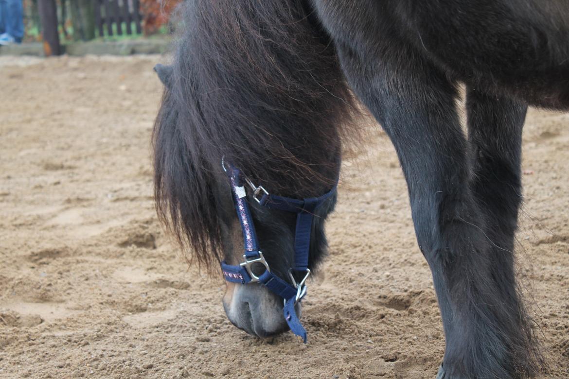 Knabstrupper Gizmo - lille pot - My soulmate <33 billede 35