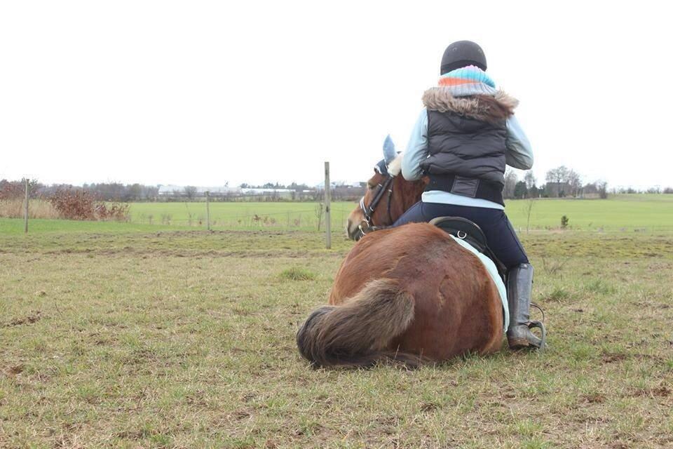 Anden særlig race Lillevej's Lucas<3 billede 8