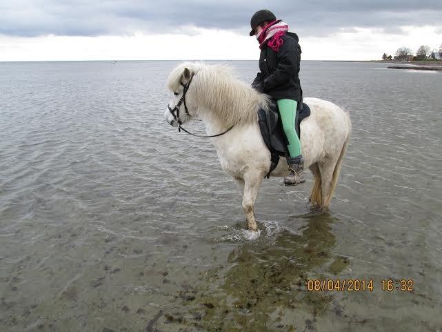 Islænder Áning Fra Fjalli. - På tur til stranden :') billede 3