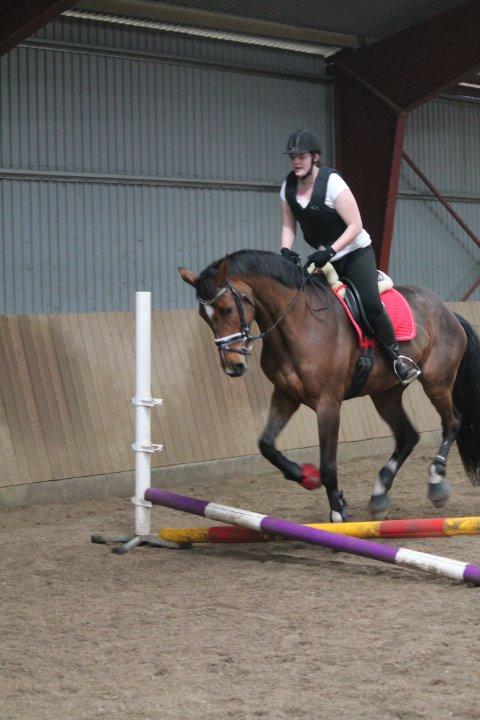 Dansk Varmblod Åkær Charlot (tilbage leveret) billede 14