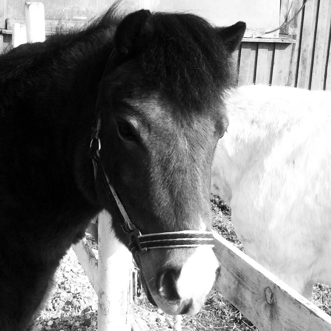 Anden særlig race Elvis billede 16