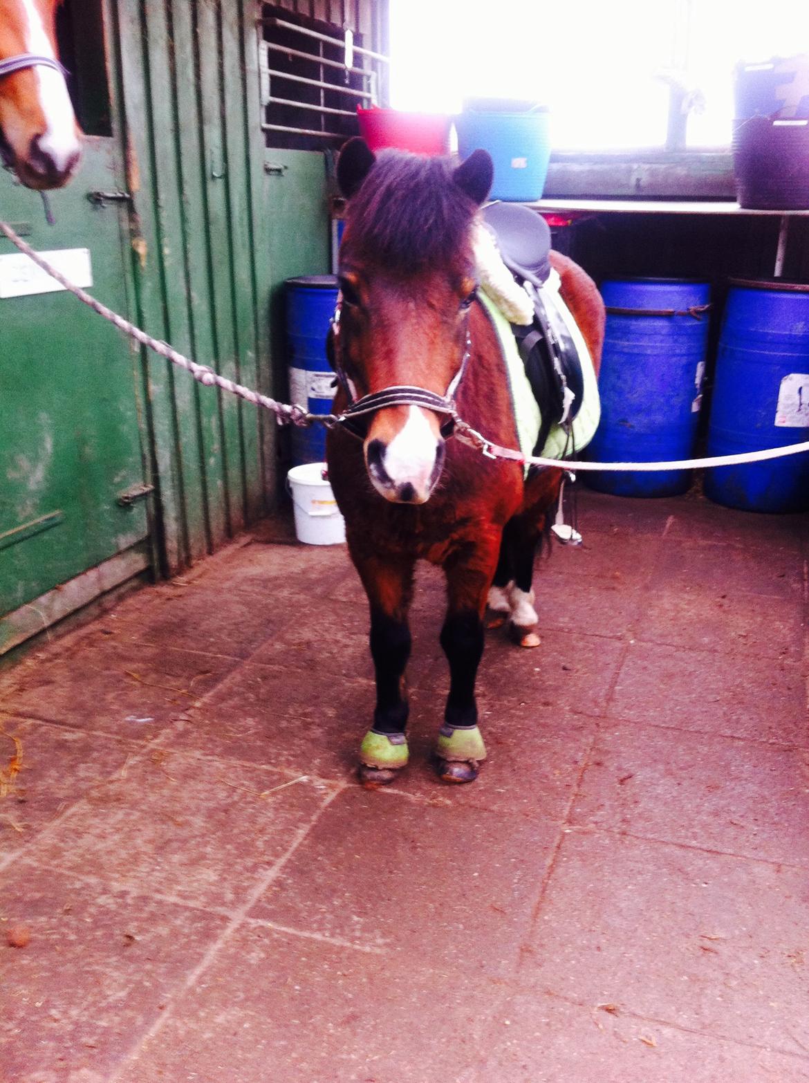 Anden særlig race Elvis billede 17