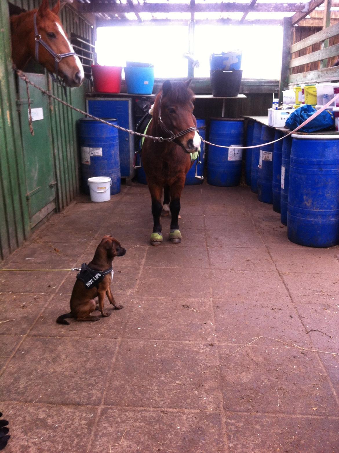Anden særlig race Elvis billede 18