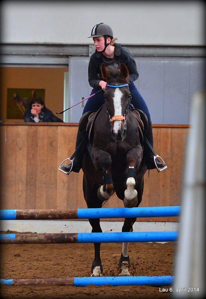 Hollandsk Varmblod Virona *Solgt ~ savnet* - Showstævne - 2014 billede 2