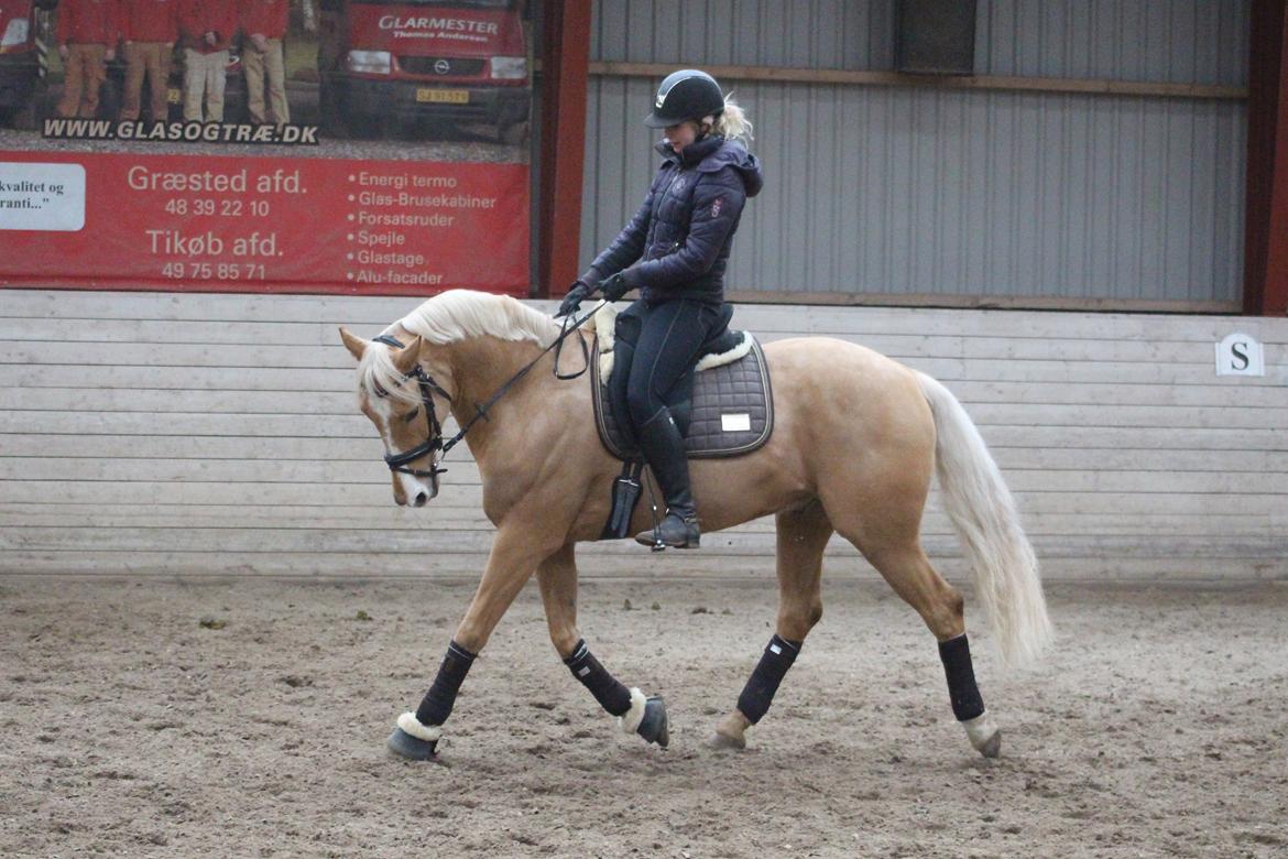 Palomino Stargolds Lopez himmelhest  - Dressur træning. Foto Sofie Støjko  billede 9