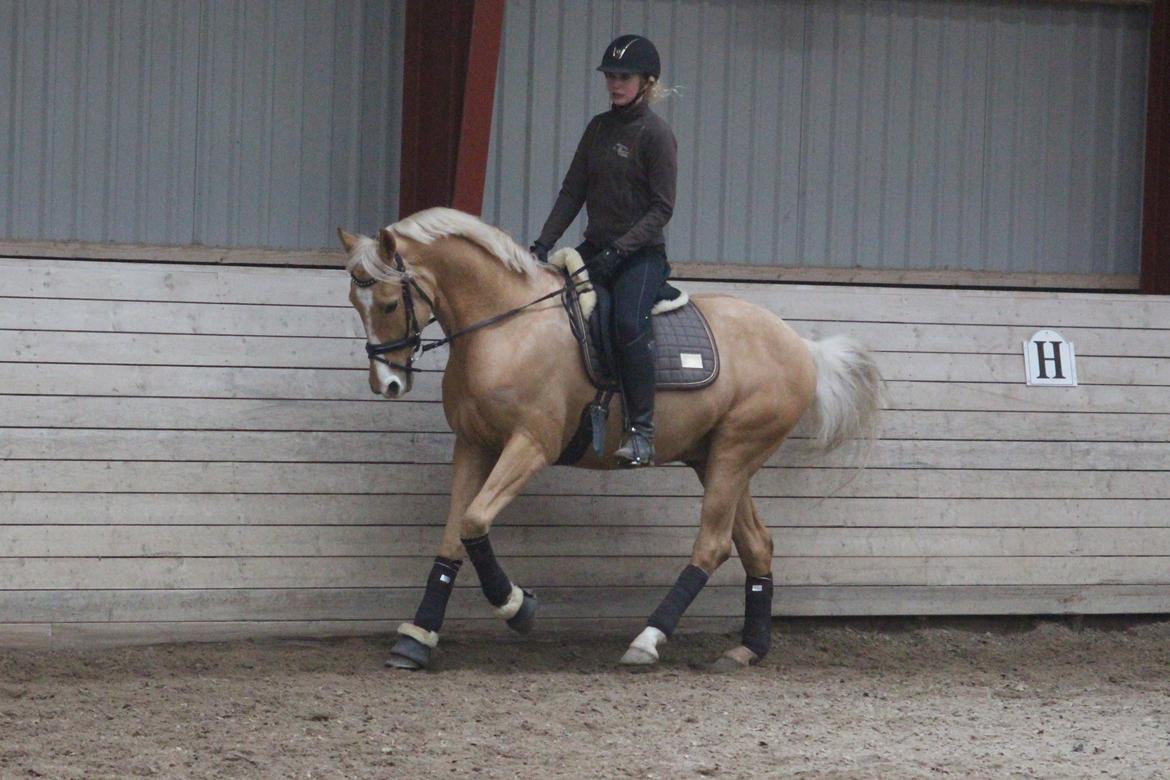 Palomino Stargolds Lopez himmelhest  - Træning. Foto Sofie Støjko  billede 7