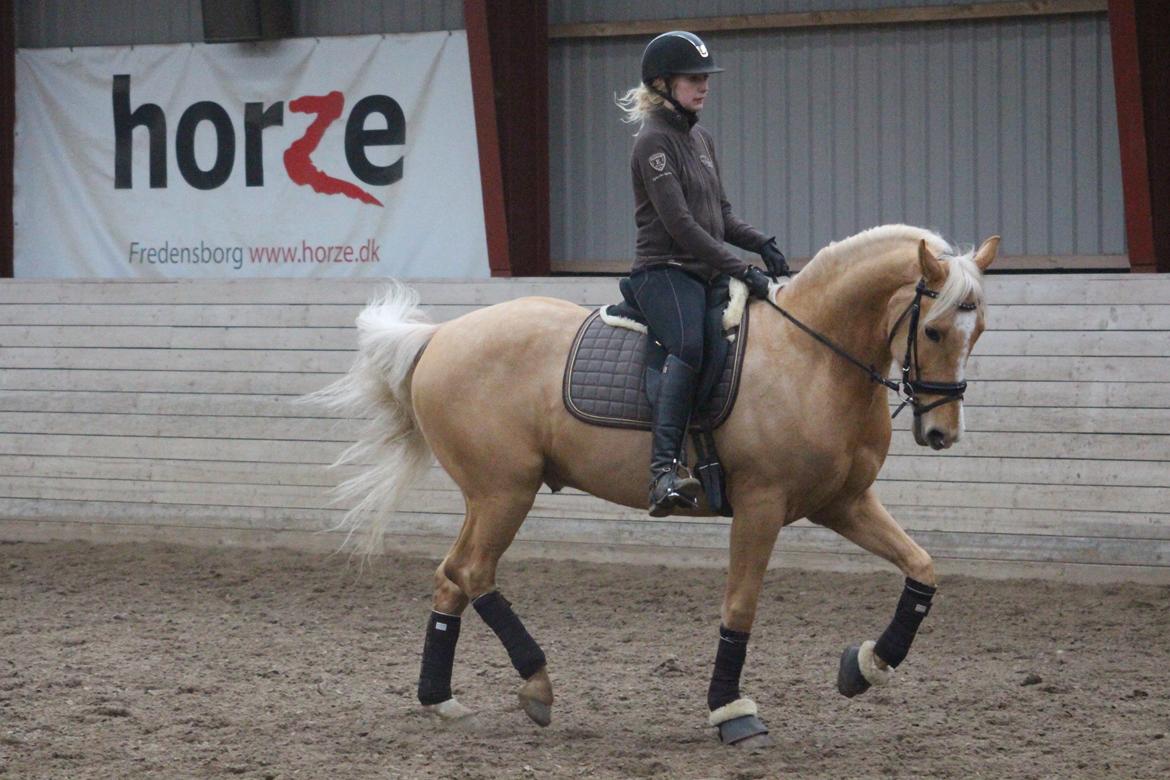 Palomino Stargolds Lopez himmelhest  - Dressur træning. Foto Sofie Støjko  billede 10