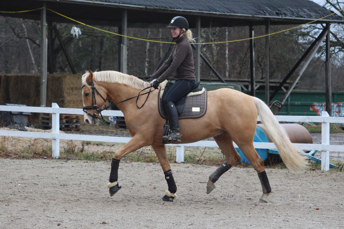 Palomino Stargolds Lopez himmelhest  - Dressur træning. Foto Sofie Støjko  billede 11