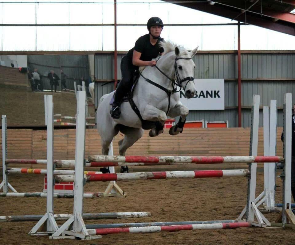 Dansk Varmblod La-troya billede 6