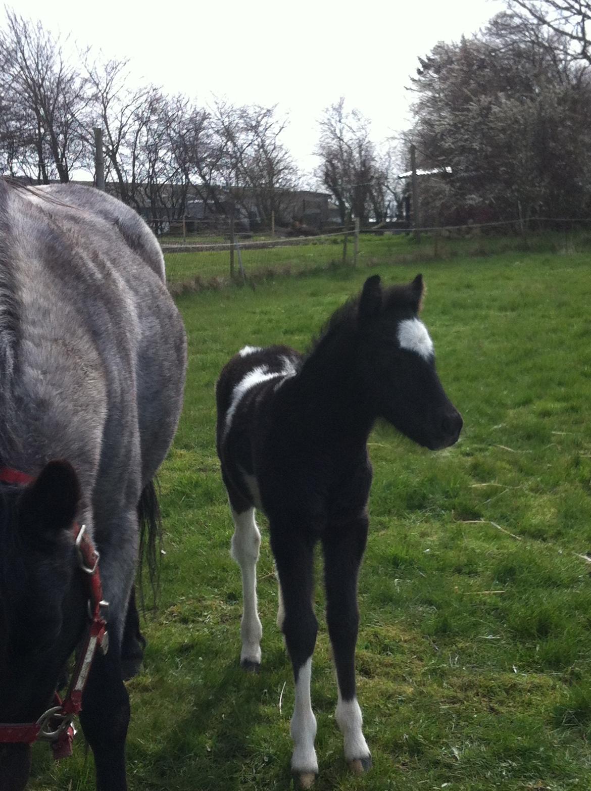 DSP Elmegaardens Lady Marion (Lotte) - Lady Marion med sit afkom Elmegaardens Lisa født marts 2014 billede 14