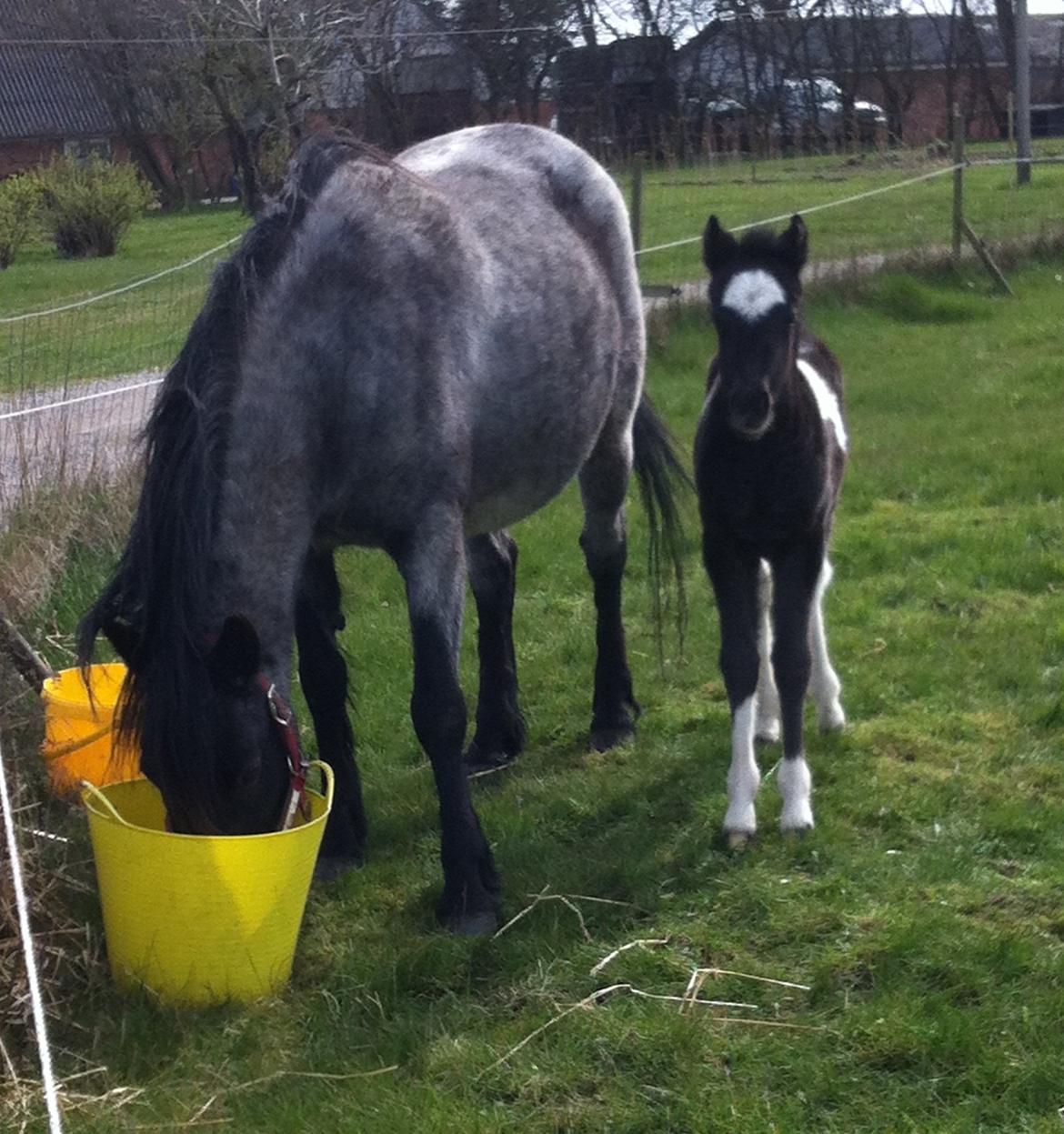 DSP Elmegaardens Lady Marion (Lotte) - Lady Marion med sit afkom Elmegaardens Lisa født marts 2014 billede 15