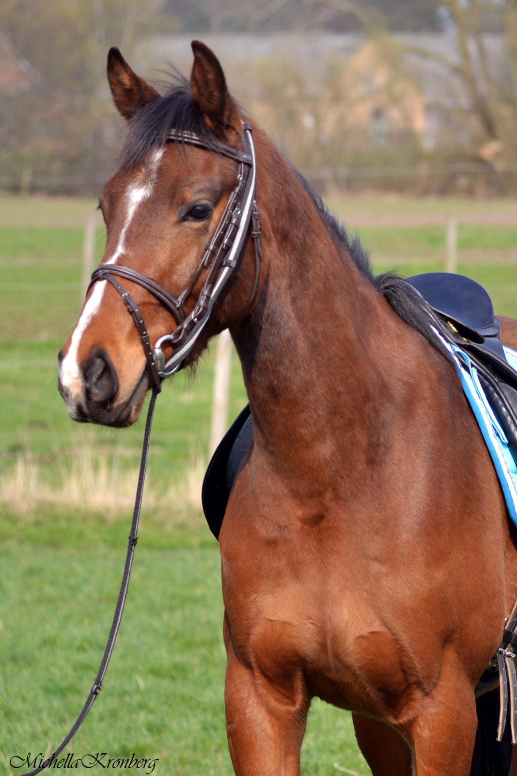 Dansk Varmblod Grønmosegårds Tequiro billede 10