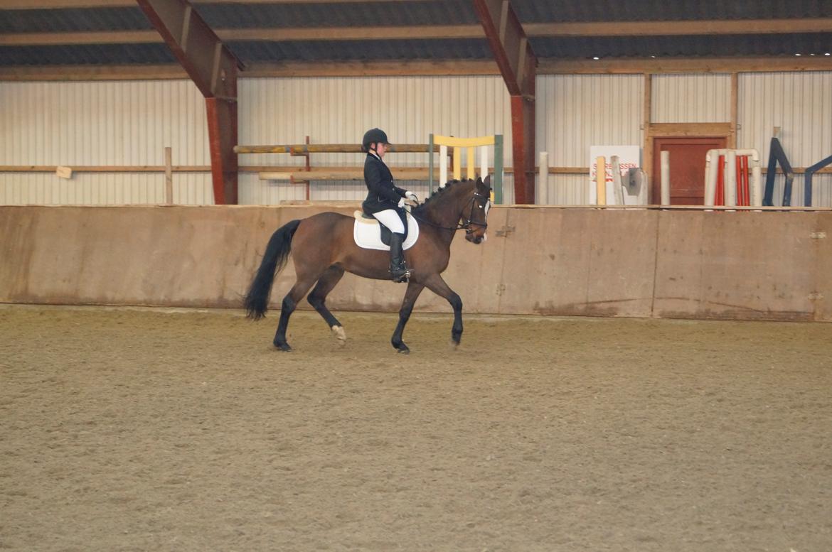 New Forest Cirkeline billede 10