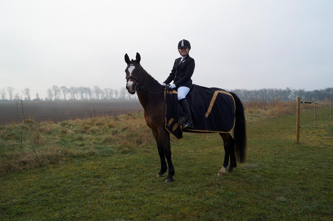 New Forest Cirkeline billede 12