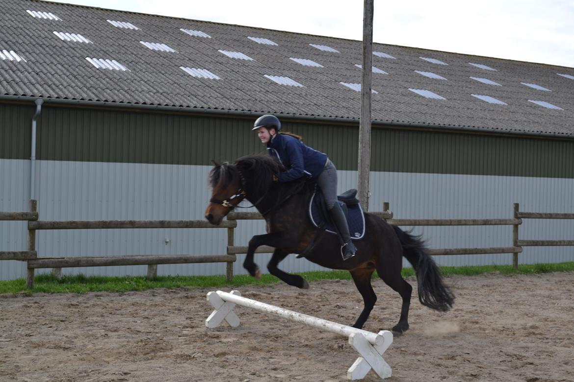 New Forest Sissa billede 14