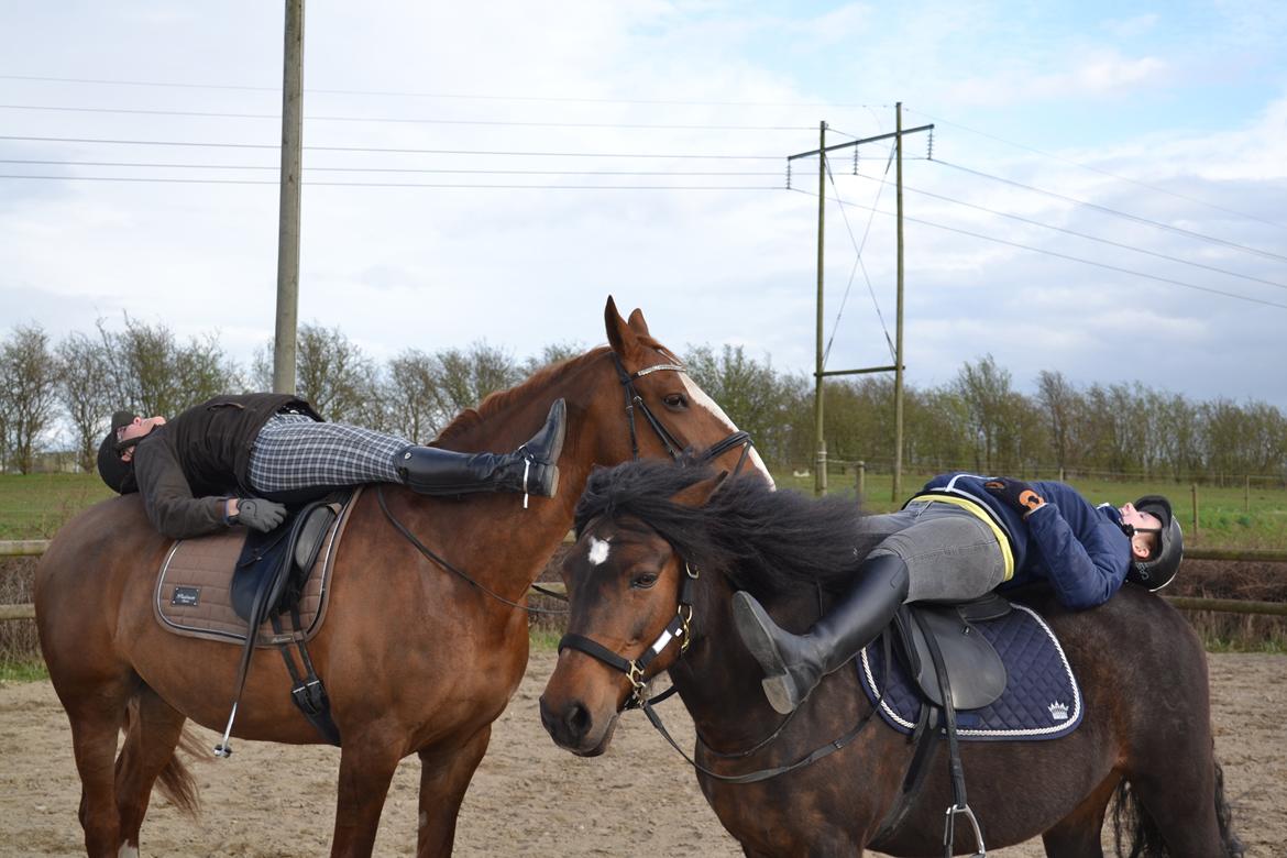 New Forest Sissa billede 13