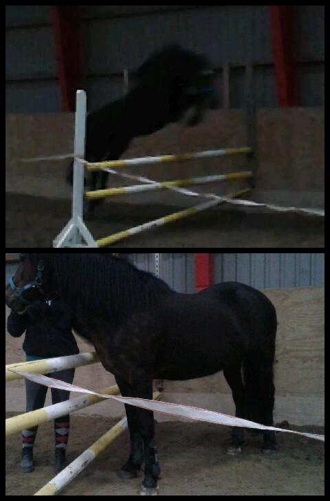 New Forest Sissa billede 16