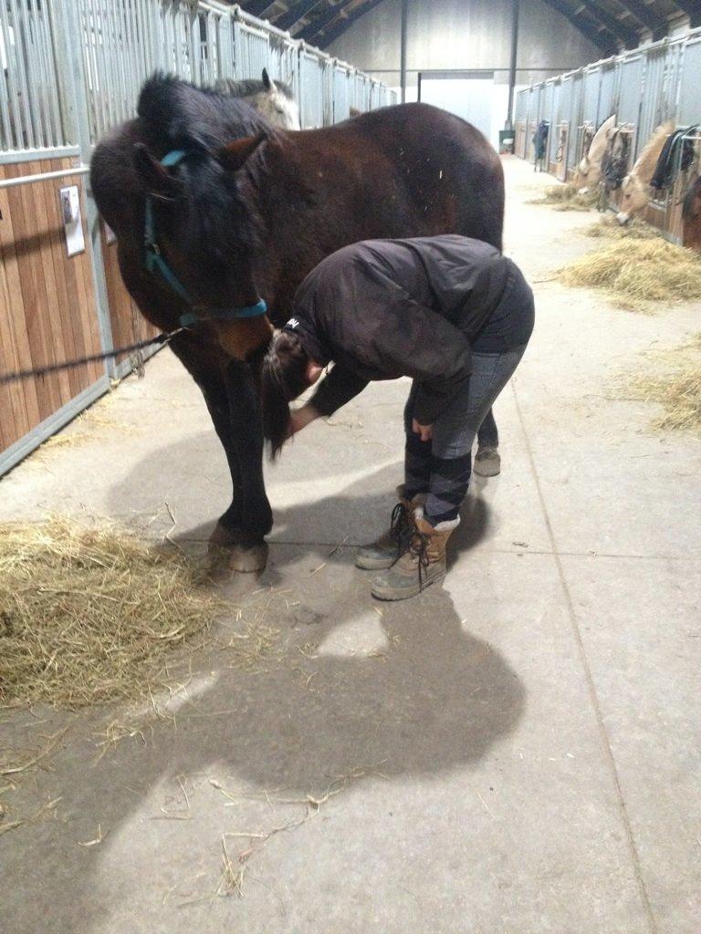 New Forest Sissa billede 17