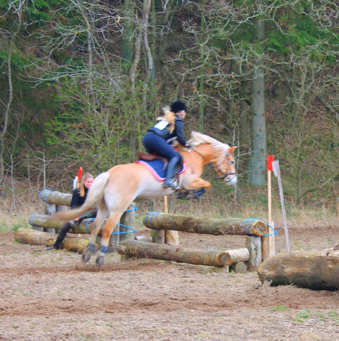 Haflinger Katinka - Opvarmning til CNCP80 i Bjerringbro d. 5-6 april 2014. Det var vores military debut og hun tog det SÅ flot! <3 billede 1