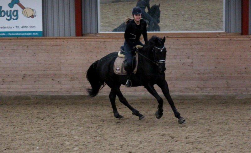 Dansk Varmblod Tekno - Tekno på springbanen <3 billede 14