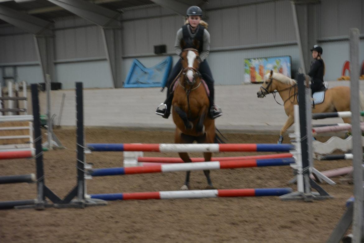 DSP Moonjam´s Princess billede 18