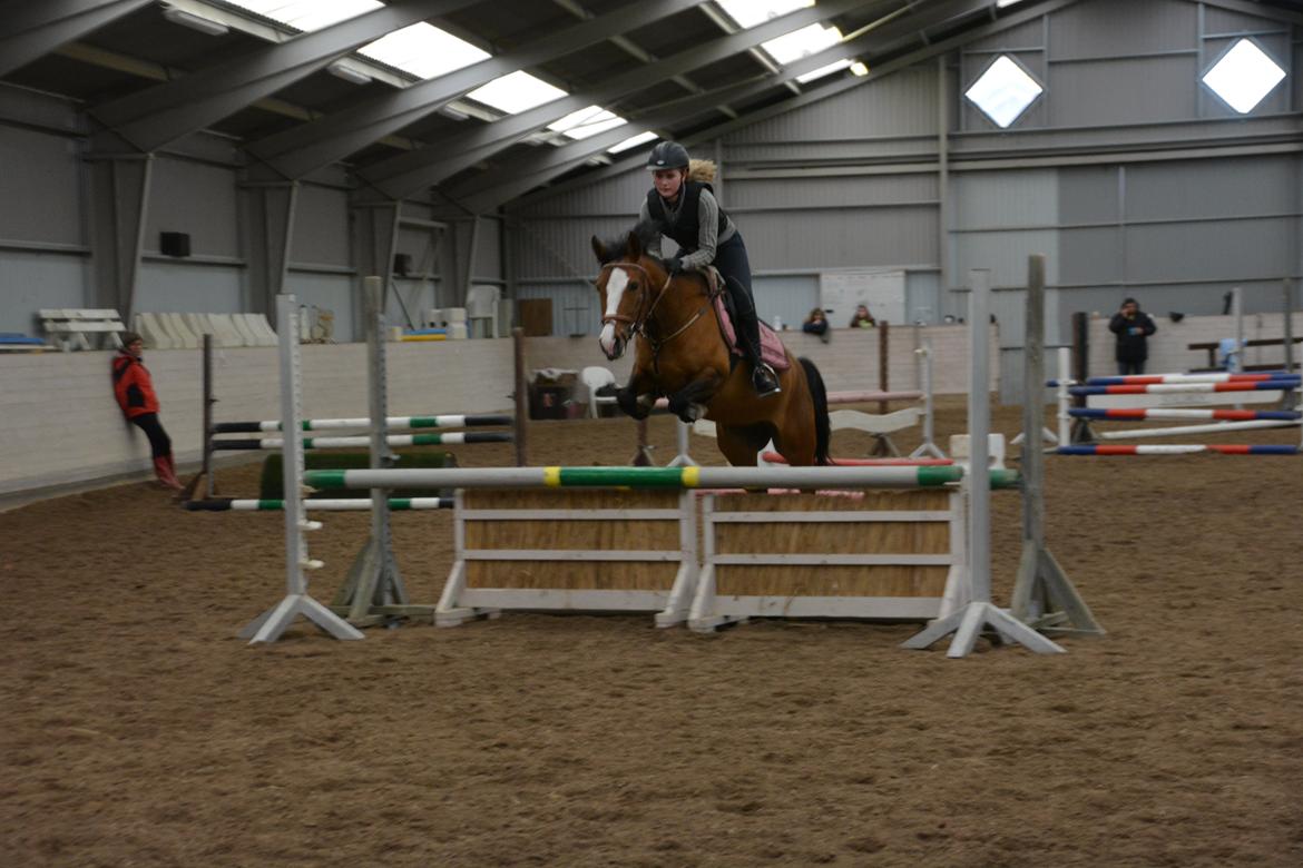 DSP Moonjam´s Princess billede 20