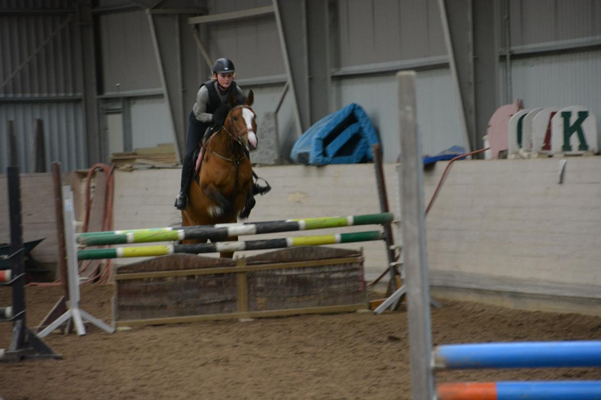 DSP Moonjam´s Princess billede 21