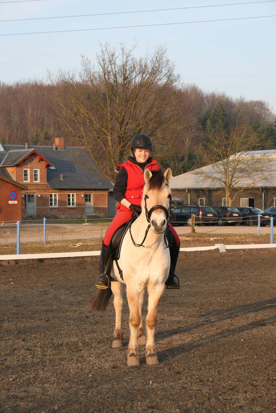 Fjordhest Gitte Fjord - Lippa - Velkommen til Lippas profil :D  billede 1