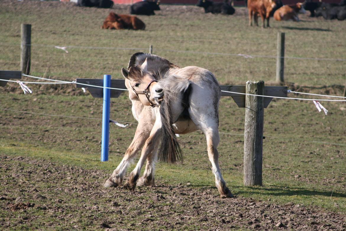Fjordhest Gitte Fjord - Lippa - Det kløøøøør! billede 5