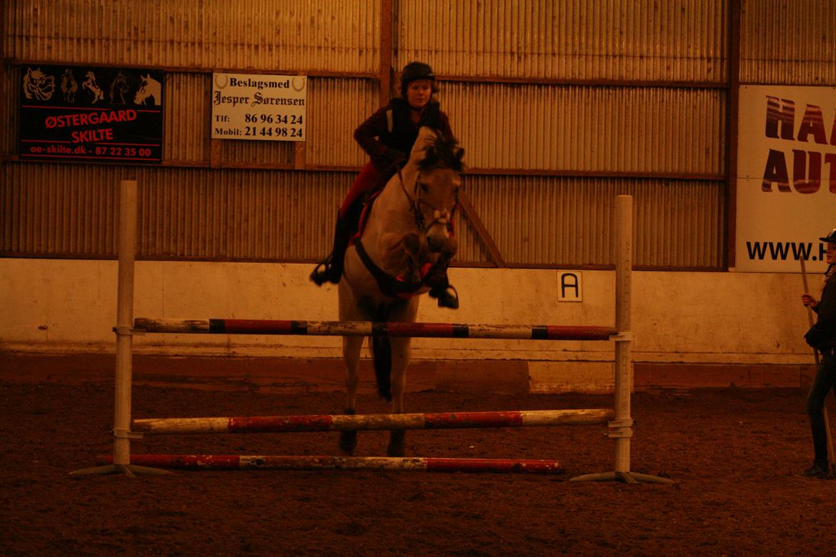 Fjordhest Gitte Fjord - Lippa - Der mangler at ske meget! :D Men vi øver os :-) billede 6
