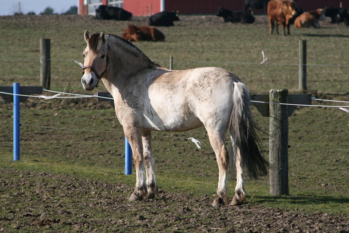 Fjordhest Gitte Fjord - Lippa billede 18