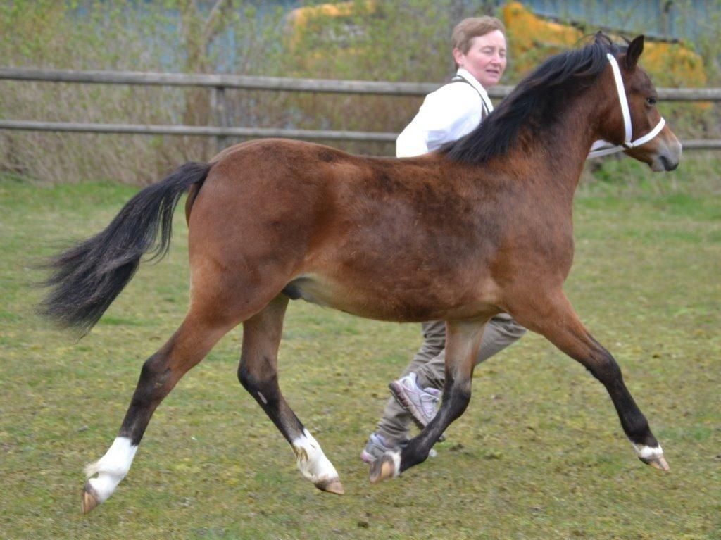 Welsh Mountain (sec A) Harvest Maistro billede 9