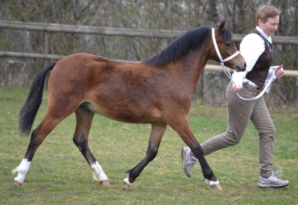 Welsh Mountain (sec A) Harvest Maistro billede 10