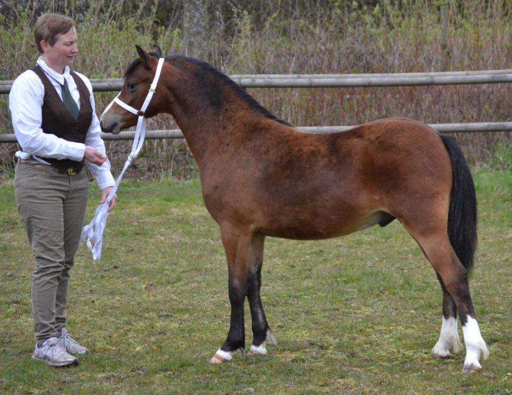 Welsh Mountain (sec A) Harvest Maistro billede 11