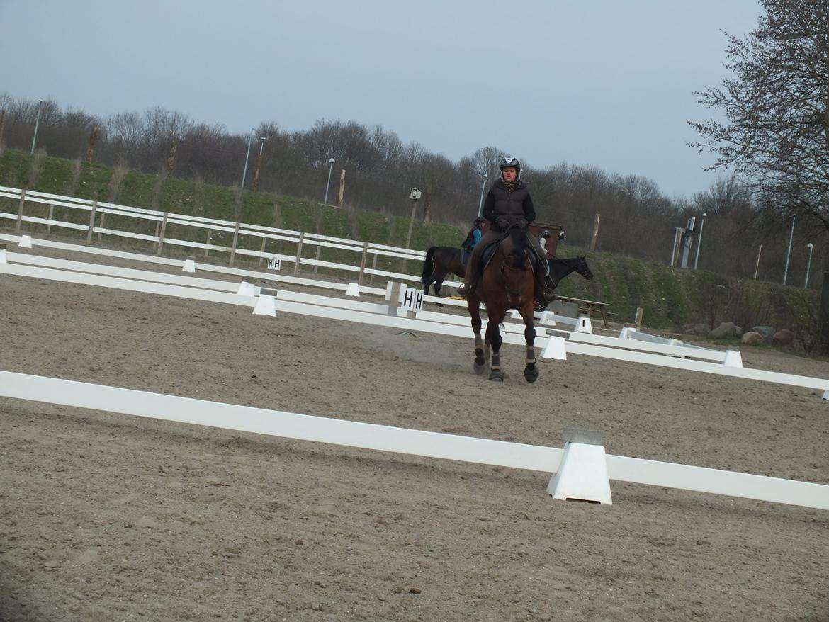 Dansk Varmblod Landlystes Alabasta billede 17