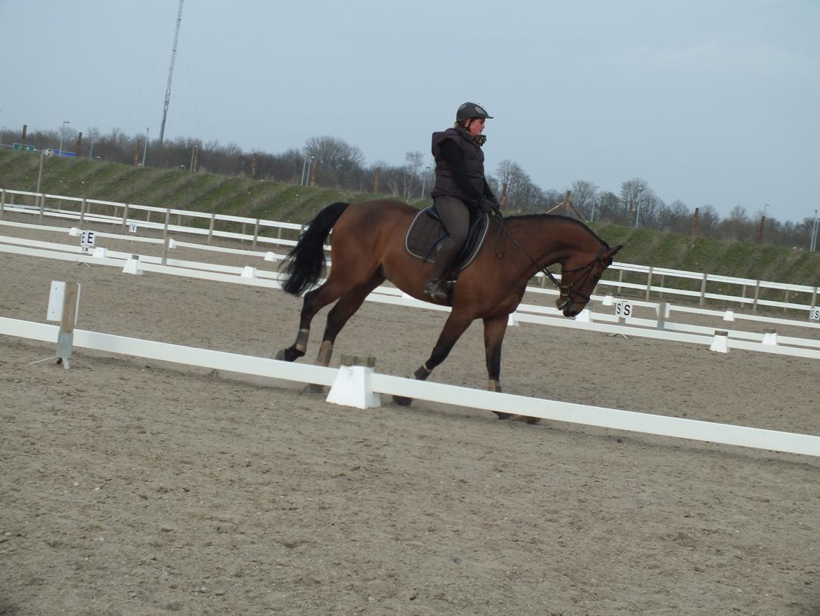 Dansk Varmblod Landlystes Alabasta billede 18