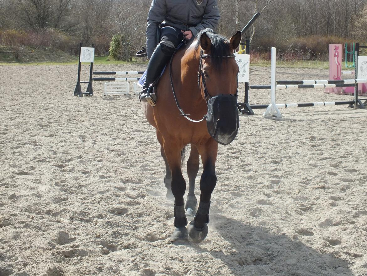 Dansk Varmblod Landlystes Alabasta billede 19