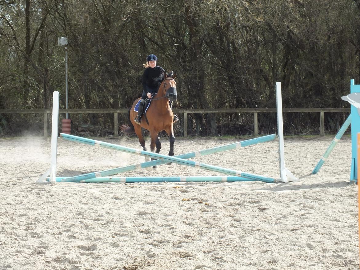 Dansk Varmblod Landlystes Alabasta billede 21