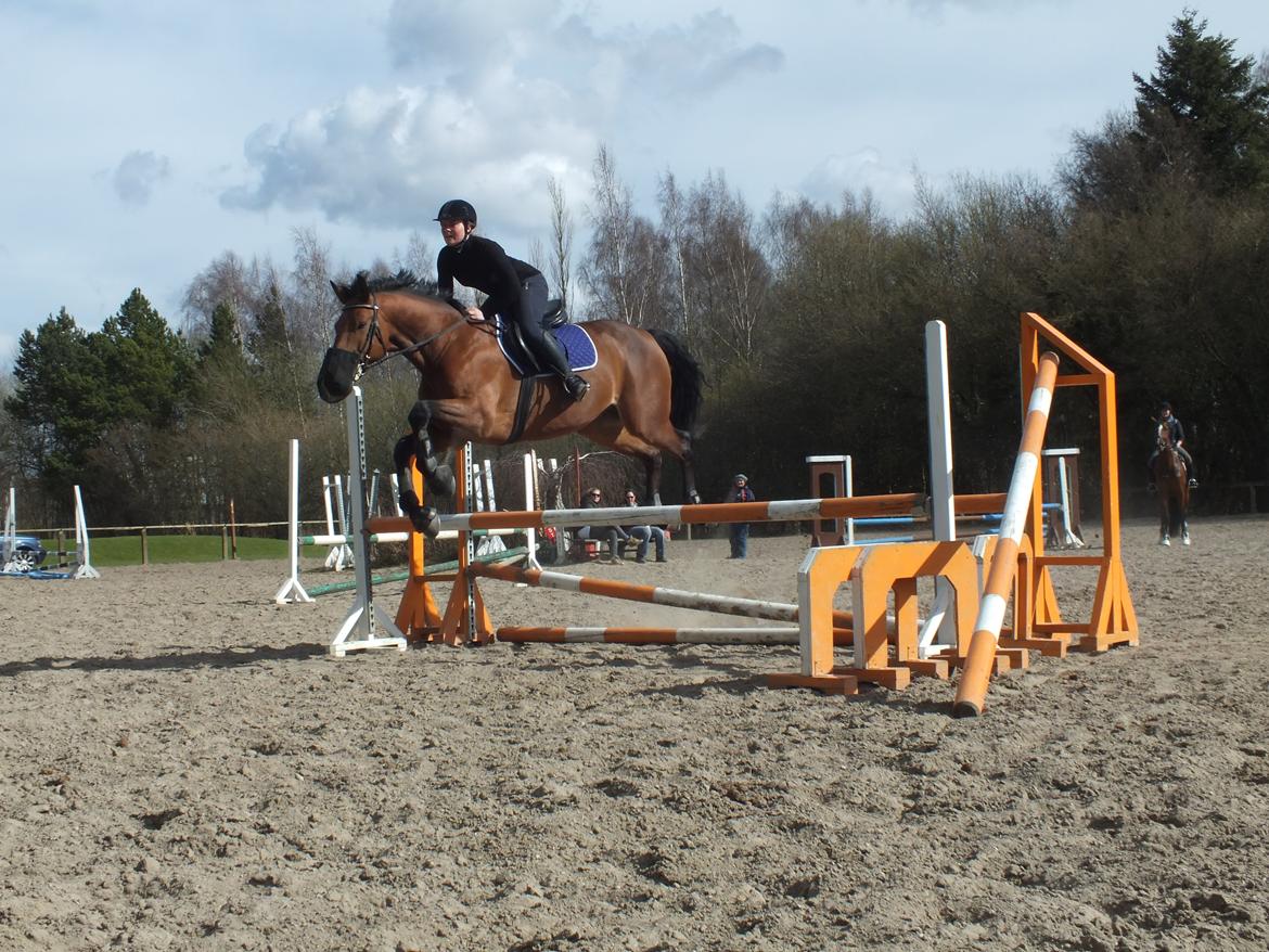 Dansk Varmblod Landlystes Alabasta billede 22