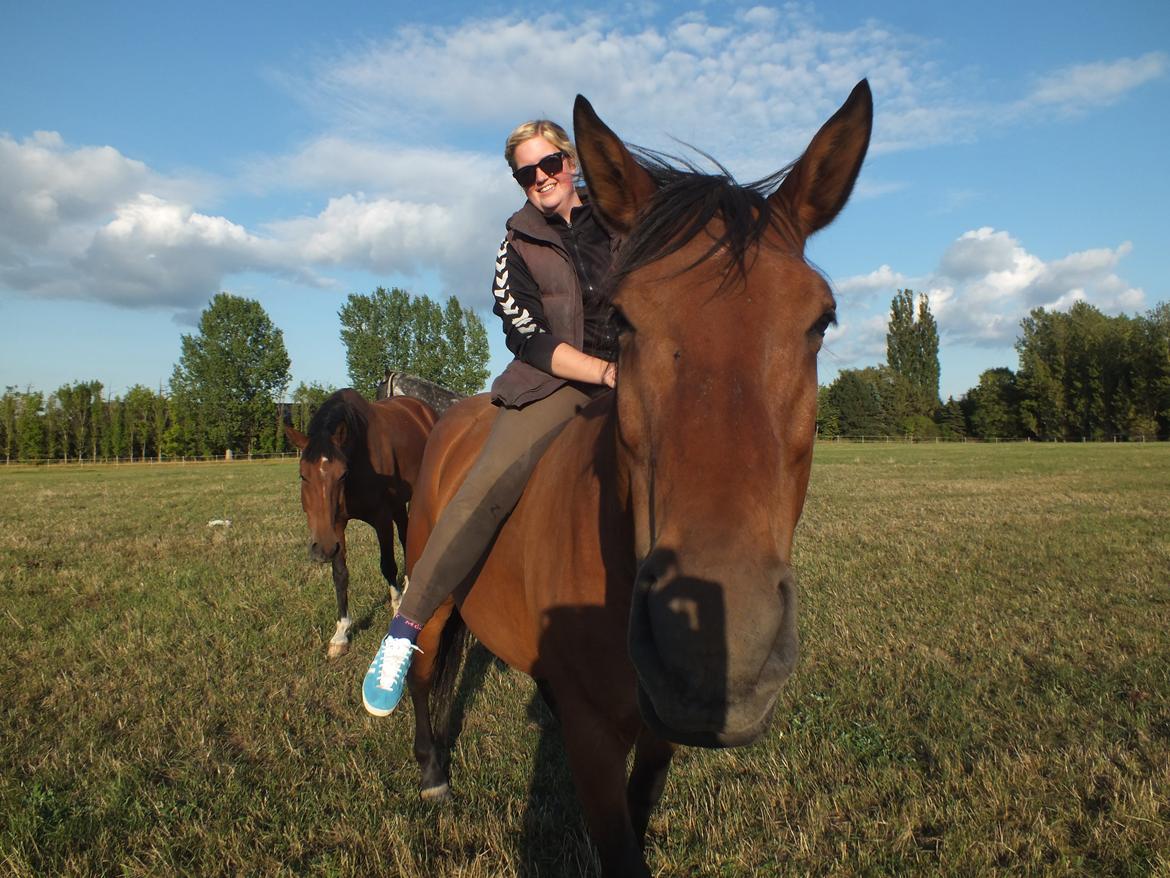 Dansk Varmblod Landlystes Alabasta billede 23