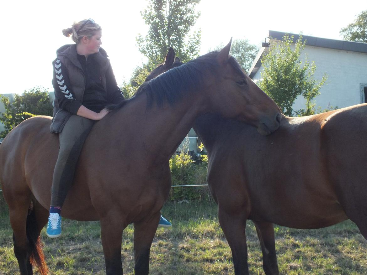 Dansk Varmblod Landlystes Alabasta billede 25