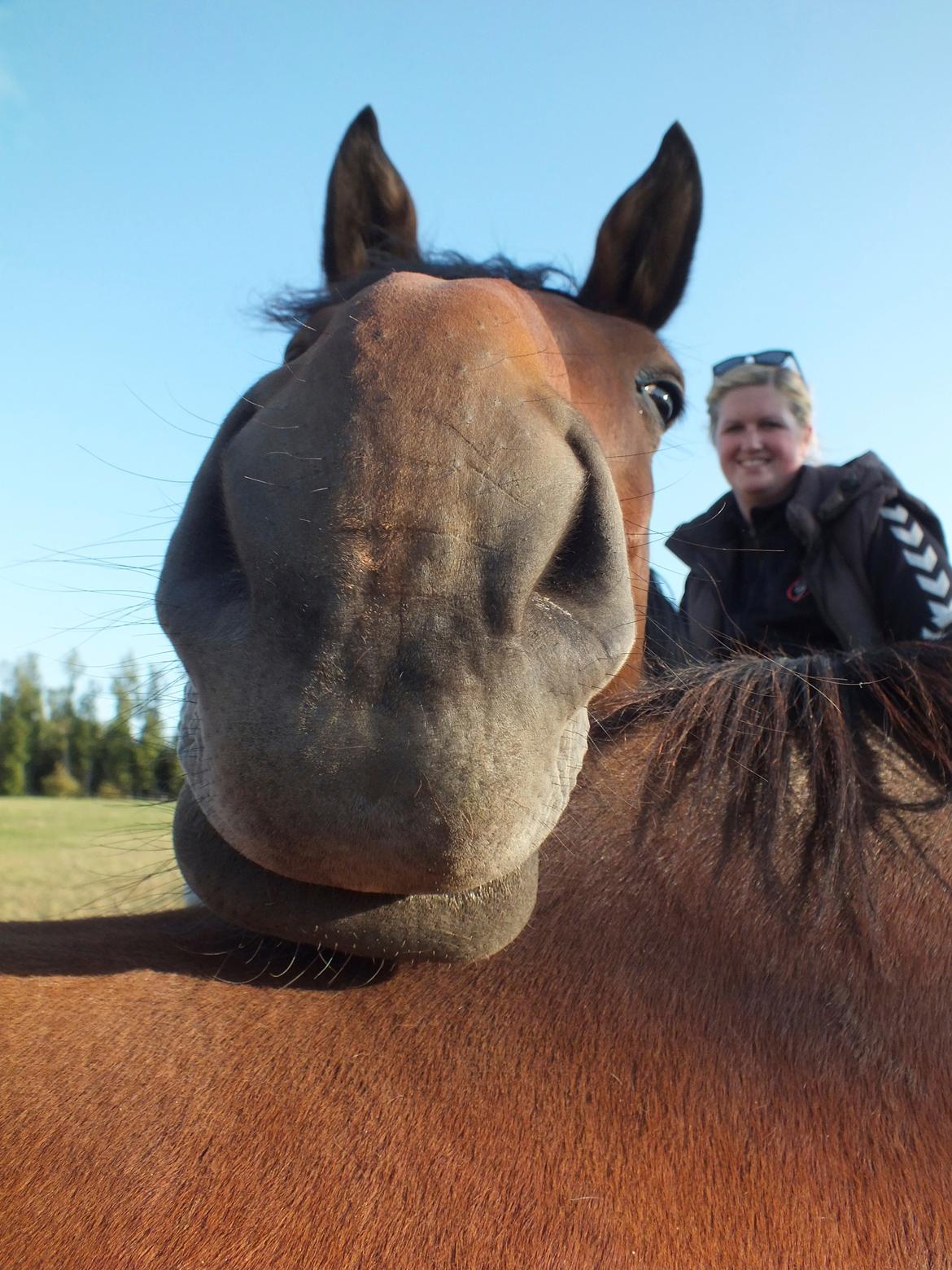Dansk Varmblod Landlystes Alabasta billede 26