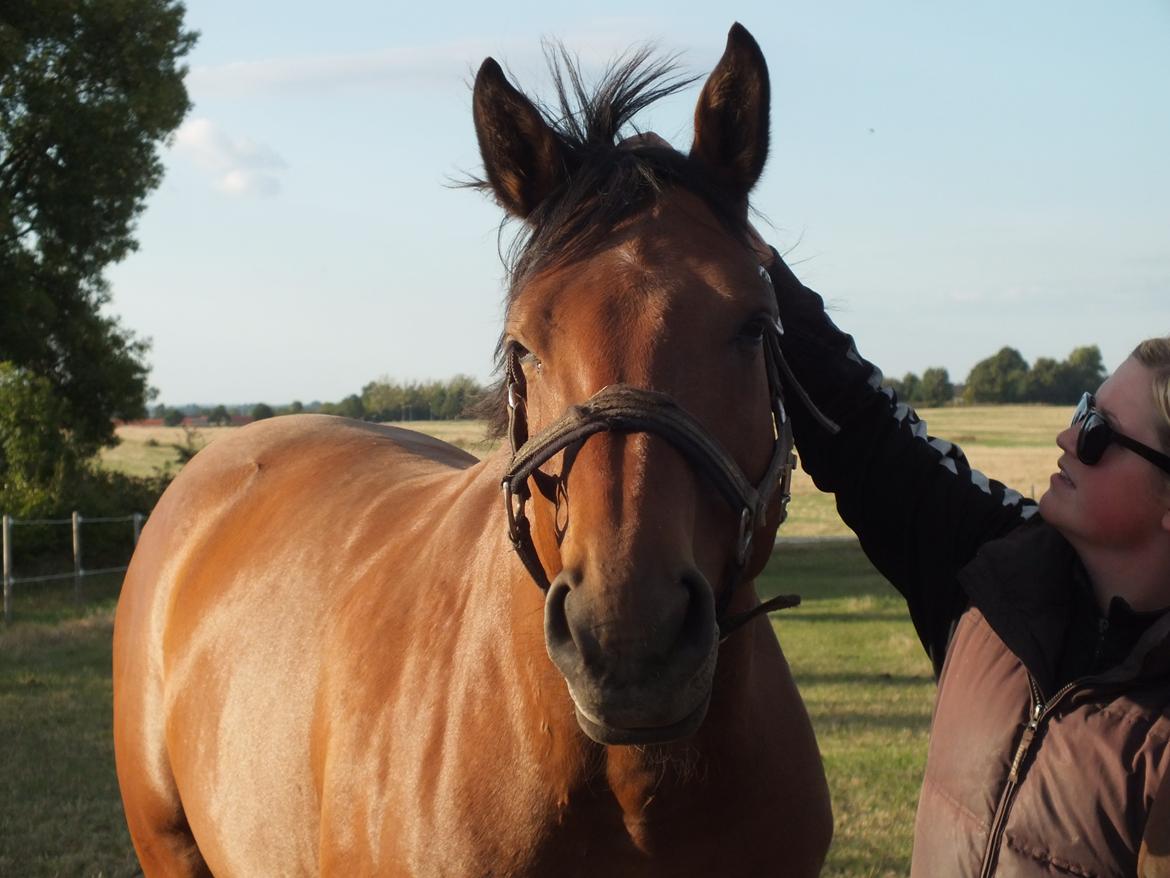 Dansk Varmblod Landlystes Alabasta billede 27