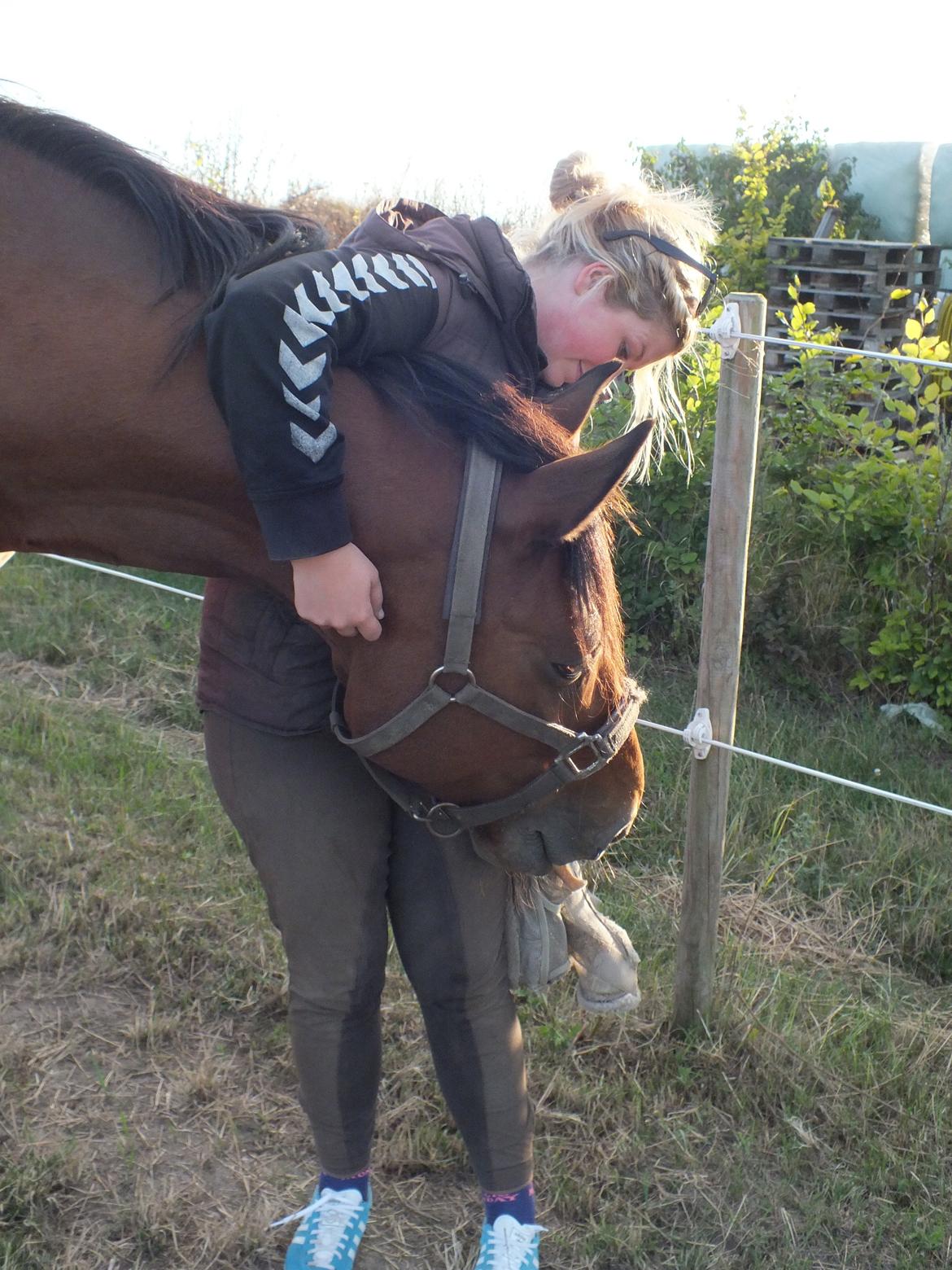 Dansk Varmblod Landlystes Alabasta billede 28