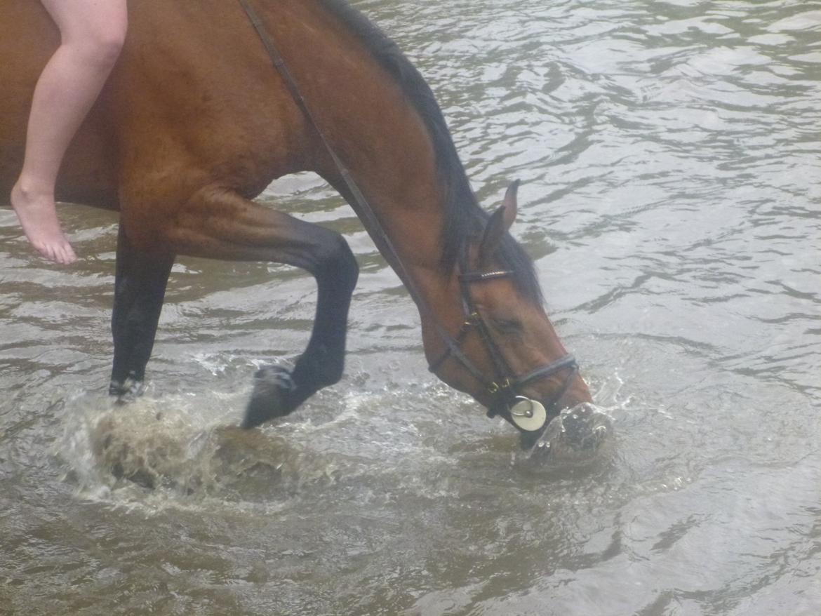 Dansk Varmblod Landlystes Alabasta billede 29